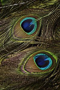 PictureIndia - close up of two peacock feathers.